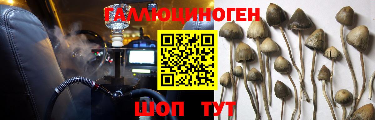 Керчь  Галлюциногенные грибы Psilocybine cubensis  Вход с VPN  Псилоцибиновые грибы GOLDEN TEACHER 